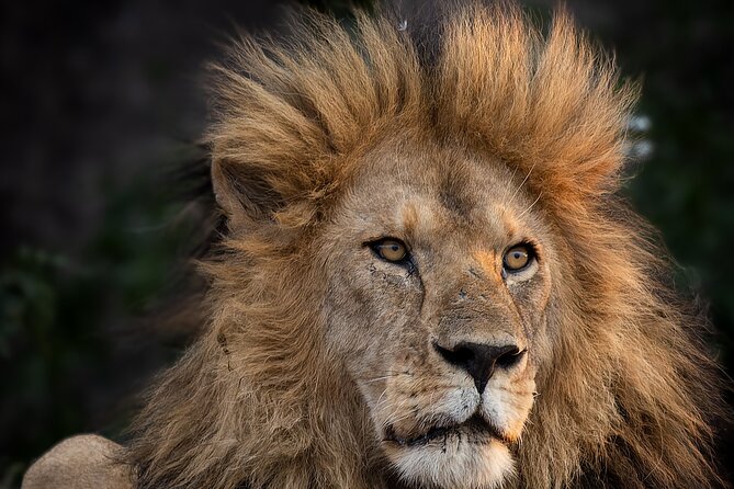 9 Days of Private Safari Tour in Serengeti and Ngorongoro - Itinerary Overview