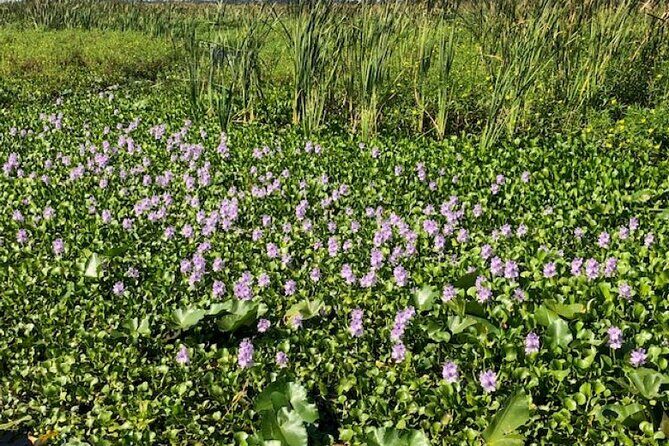 90 Minute Airboat Tour in the Florida Everglades - FAQ
