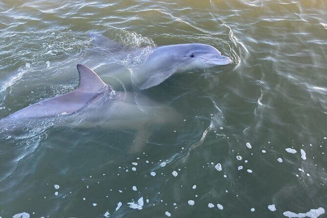 90 Minute Tour to See Dolphins in Hilton Head Island - Exploring Hilton Head’s Coastal Waters: A Review of the 90-Minute Dolphin & Nature Tour