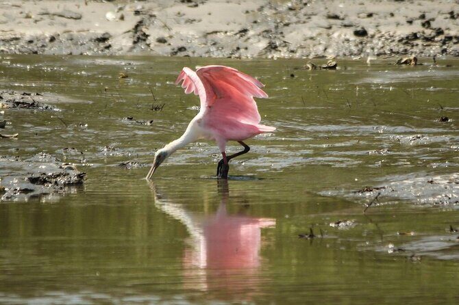 90 Minute Tour to See Dolphins in Hilton Head Island - Who Will Love This Experience?
