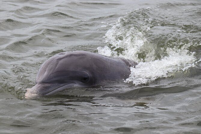 90 Minute Tour to See Dolphins in Hilton Head Island - Wrapping It Up