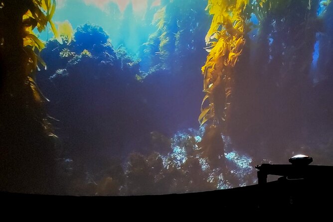 A 360° Immersive Ocean Movie Experience (Catalina Island) - Host Responses