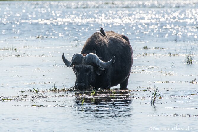 A Chobe Full Day Tour - Botwana - Important Tour Considerations