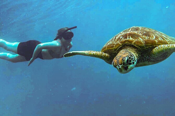 A Cook Islands Turtle Tour - small groups, premium experience - An In-Depth Look at the Cook Islands Turtle Tour