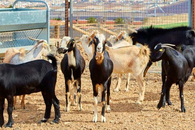 A day at the farm - Final Thoughts: Is It Worth It?