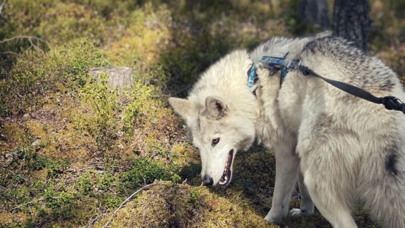A Day at Wolfland - Private Tour - What to Bring and Prepare