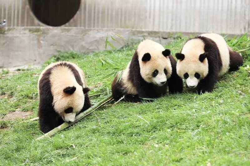 A Day-long Dream Tour: Being a Giant Panda Keeper - Authenticity and Impact