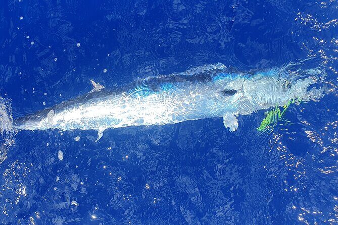 A Day of Big Game Fishing in a small group - Who Is This Tour Best For?