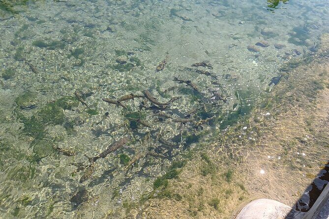 A day tour in Montanejos hot springs. - Authentic Experiences and High Praise