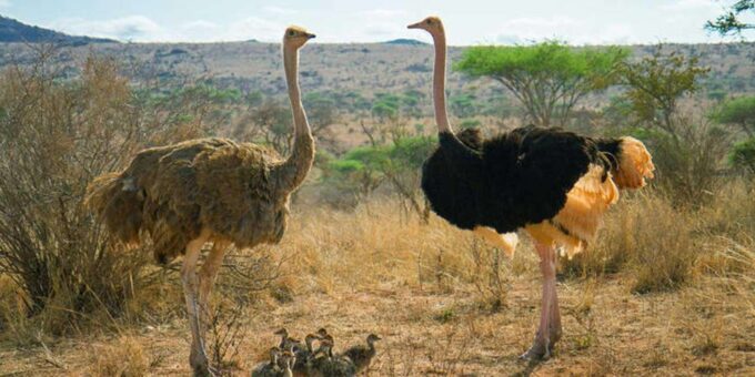 A Full-Day Tour of Atlantis Dune Quad Biking & Ostrich Farm - Tour Duration and Pricing