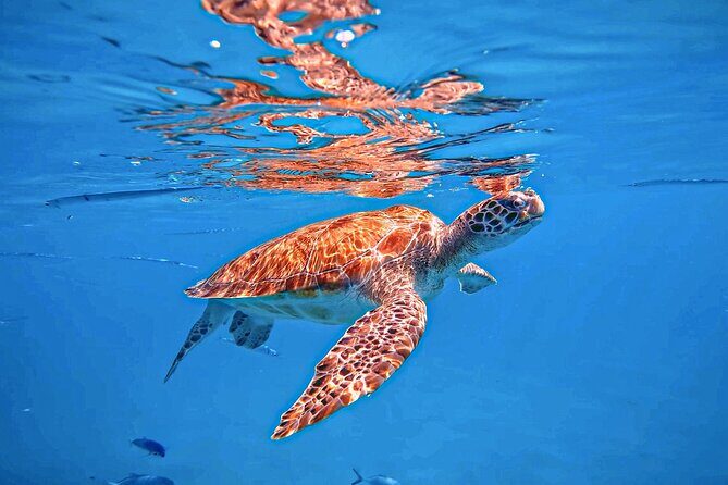 A Perfect-Day in Carlisle Bay - Discovering Carlisle Bay: The Starting Point