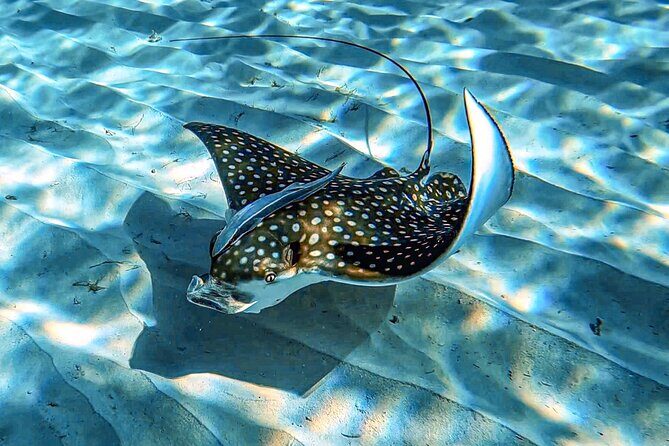 A Perfect-Day in Carlisle Bay - Practical Tips for Making the Most of This Tour