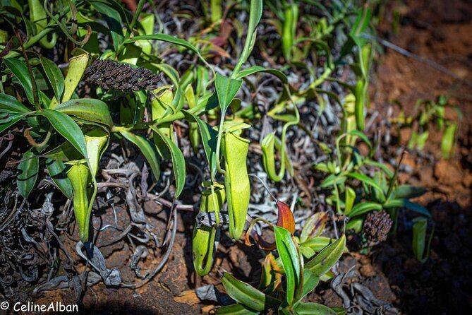 A Private Day in the Deep South in 4x4 Adventure mode - FAQ