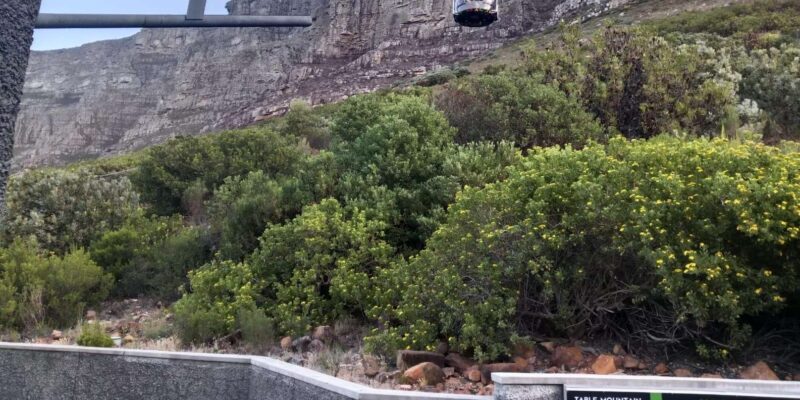 A Private Day Tour of Penguins, Cape Point & Table Mountain - Good To Know