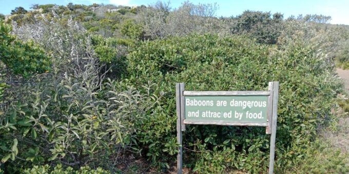 A Private Day Tour of Penguins, Cape Point & Table Mountain - The Sum Up
