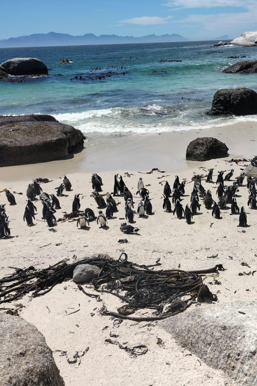 A Private Day Tour of Penguins, Cape Point & Table Mountain - Good To Know