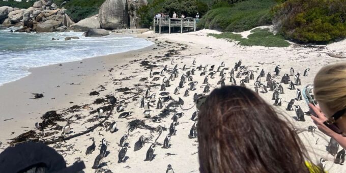 A Private Day Tour of Penguins, Cape Point & Table Mountain - Pricing and Availability
