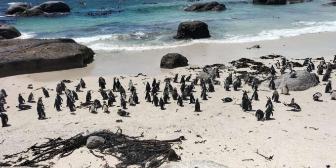 A Private Day Tour of Penguins, Cape Point & Table Mountain - Frequently Asked Questions