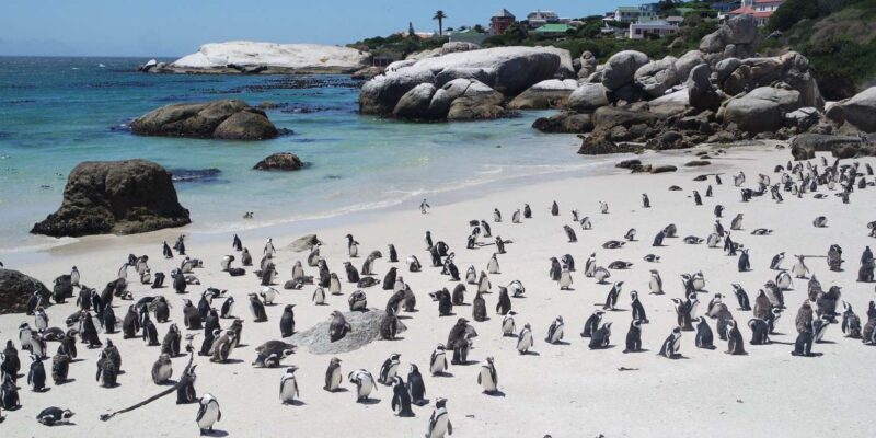 A Private Day Tour of Penguins, Cape Point & Table Mountain - Tour Features