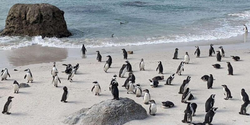 A Private Day Tour of Penguins, Cape Point & Table Mountain - Personalizing Your Experience