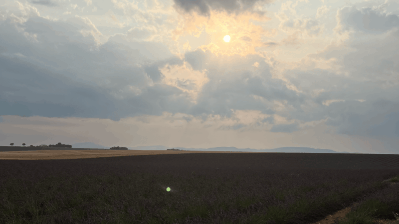 A Provençal Picnic at Sunset in the Lavender Fields - Key Points