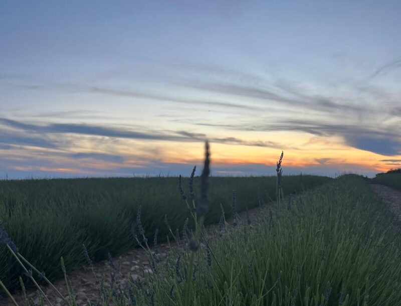 A Provençal Picnic at Sunset in the Lavender Fields - Exploring the Loccitane En Provence Boutique