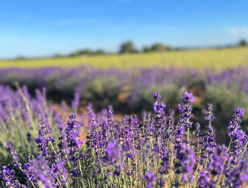 A Provençal Picnic at Sunset in the Lavender Fields - Learning About the Lavender Museum
