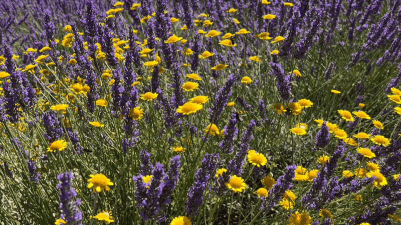 A Provençal Picnic at Sunset in the Lavender Fields - Capturing the Beauty of Valensole