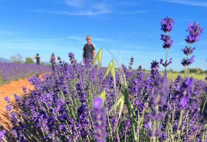 A Provençal Picnic at Sunset in the Lavender Fields - Savoring the Sunset Picnic