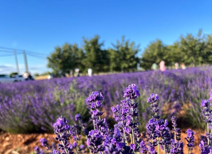 A Provençal Picnic at Sunset in the Lavender Fields - Scenic Drive Through the Valensole Plateau