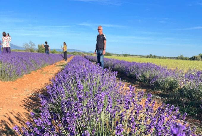 A Provençal Picnic at Sunset in the Lavender Fields - Practical Information and Recommendations