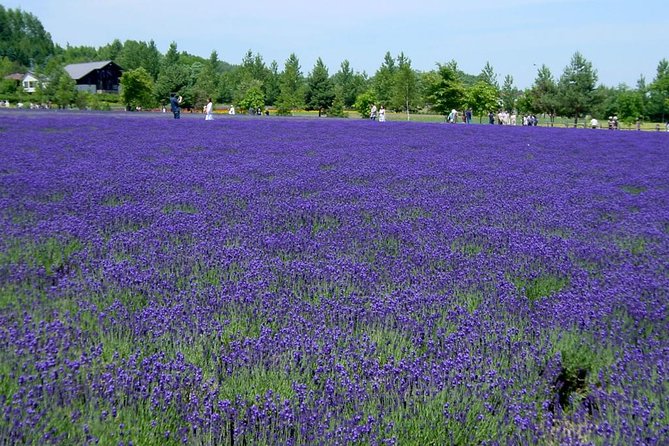 A Relaxing Day for Furano, Biei Blue Pond& Local Curry Lunch in Hokkaido! - Attraction Highlights