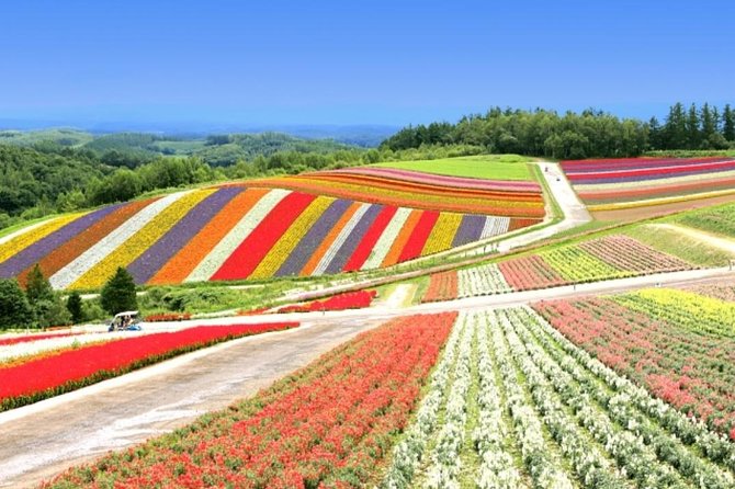 A Relaxing Day for Furano, Biei Blue Pond& Local Curry Lunch in Hokkaido! - Tour Logistics