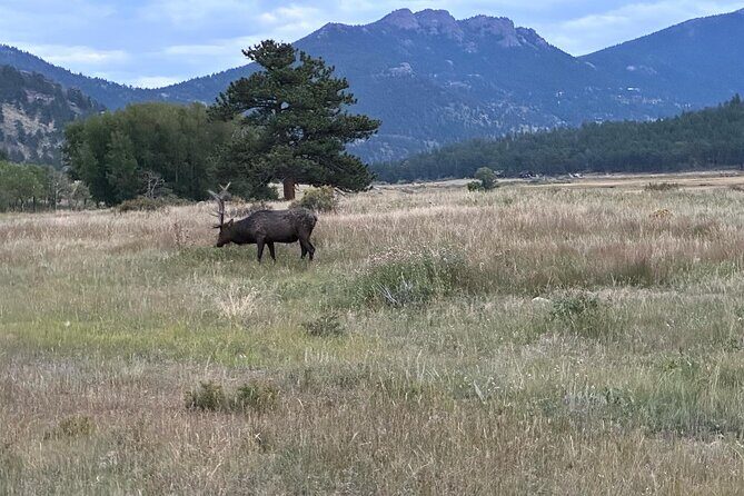 A Rutin' Good Time; Elk Tour in Rocky Mountain National Park - The Experience in Detail
