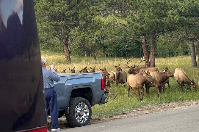 A Rutin' Good Time; Elk Tour in Rocky Mountain National Park - The Sum Up