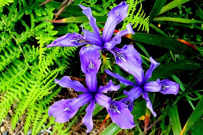 A Self-Guided Audio Tour Around Bodega Head - Final Thoughts: Is This Tour Worth It?