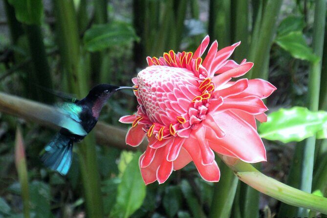 A Taste of Fond Doux Private Walking Tour - Introduction