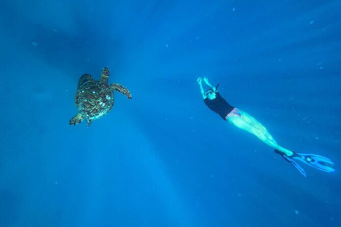 A Turtle Tour on Rarotonga - small groups, premium experience - Key Points