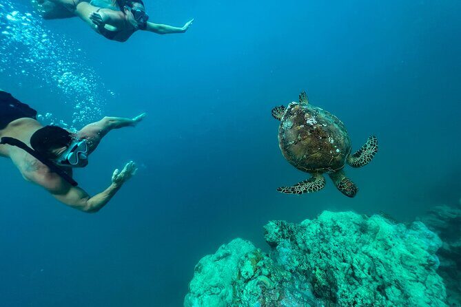 A Turtle Tour on Rarotonga - small groups, premium experience - What to Expect on the Tour