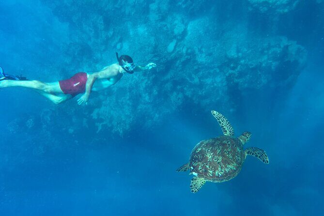 A Turtle Tour on Rarotonga - small groups, premium experience - Who Should Consider This Tour?