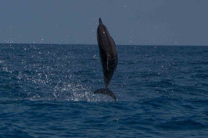 AAA Noosa National Park Tour and Dolphin Safari Whalesongsnoosa - FAQ