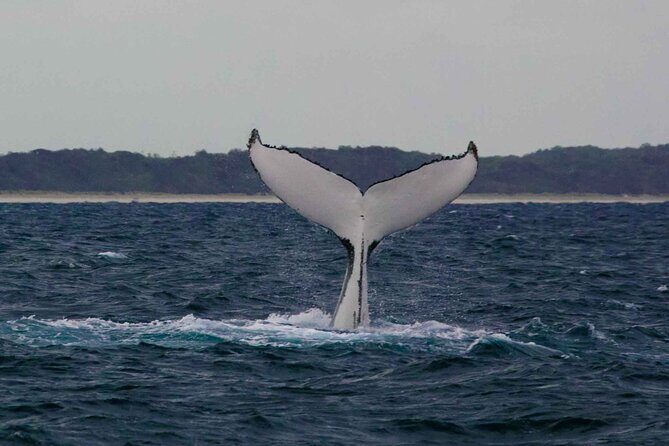 AAA NOOSA Whale watching experience in Noosa Whalesongsnoosa - Final Thoughts: Is this the Whale Tour for You?