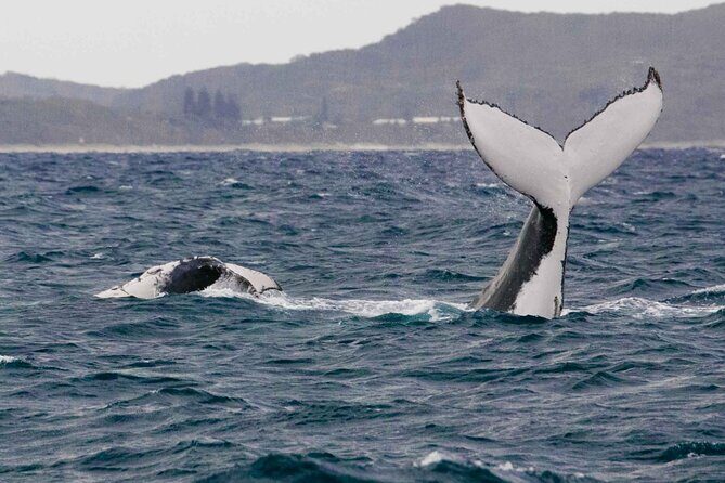 AAA NOOSA Whale watching experience in Noosa Whalesongsnoosa - Frequently Asked Questions