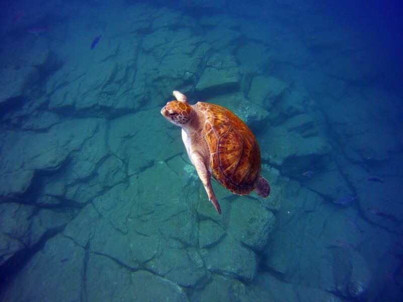 Abades: Paddle Surf and Snorkel With Turtles in a Volcanic Reef - Pricing and Booking Details