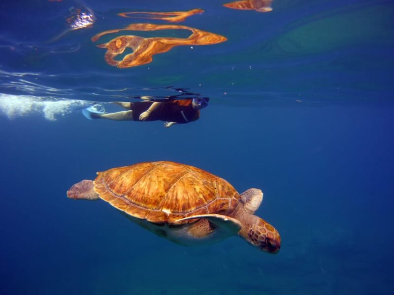 Abades: Paddle Surf and Snorkel With Turtles in a Volcanic Reef - Itinerary and Highlights