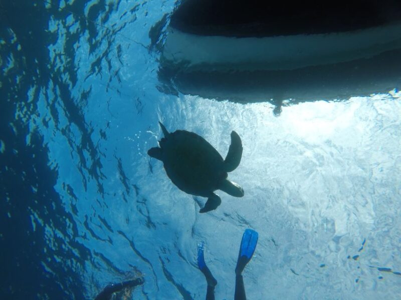 Abades: Tenerife Turtles and Rays Snorkeling Trip - Activity Overview