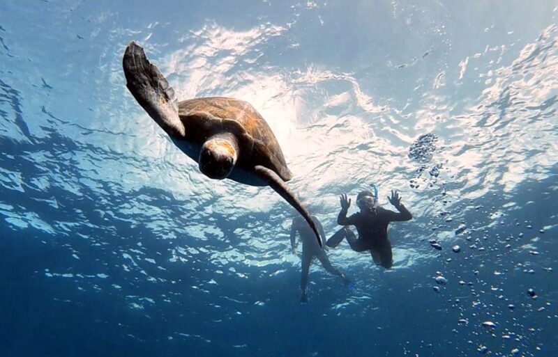 Abades: Tenerife Turtles and Rays Snorkeling Trip - Included Services