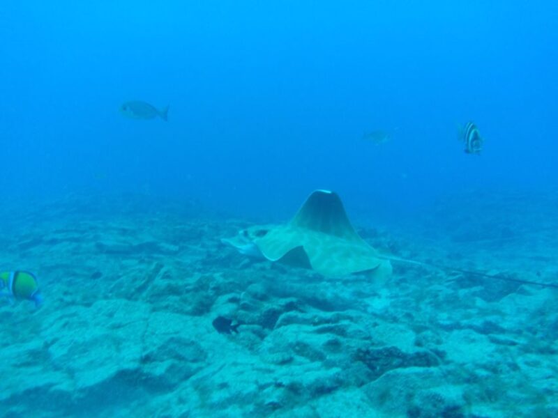 Abades: Tenerife Turtles and Rays Snorkeling Trip - Important Notes
