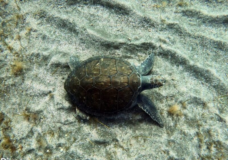 Abades: Tenerife Turtles and Rays Snorkeling Trip - Exploring the Underwater Landscape