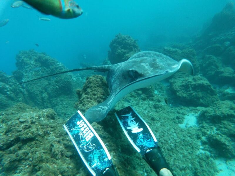 Abades: Tenerife Turtles and Rays Snorkeling Trip - Encountering Tenerifes Marine Residents
